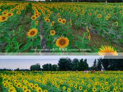 -汉长安城未央宫国家考古遗址公园