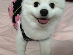 -申普宠物医院·眼科·心内科·影像科(普陀分院)