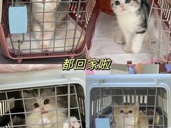 -lincat·猫舍(广州店)