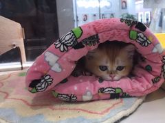 -babydoll猫舍·米努特·德文·缅因(久光中心店)