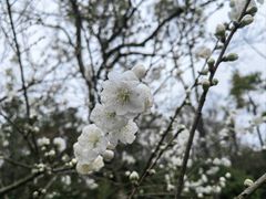 -杭州植物园