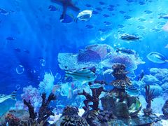 -海合安成都极地海洋公园