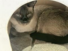 -藏猫猫咖啡主题馆(中央大道店)