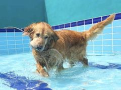-趣玩宠物乐园寄养训犬训狗游泳池