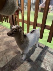 -酷嗒动物文化乐园(cutezoo西溪乐天城店)