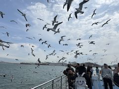 -海驴岛(荣成市)