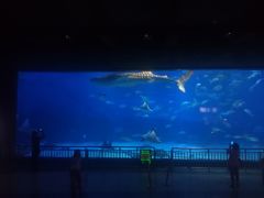 -烟台海昌鲸鲨海洋公园