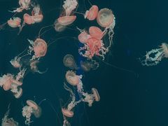 -北京海洋馆