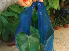 -双季花艺园艺市场(浦东店)