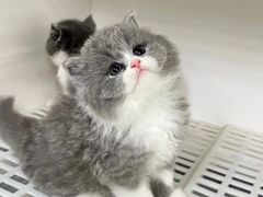 -lincat·猫舍(广州店)