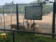 -北京麋鹿生态实验中心