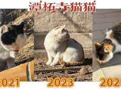 -潭柘寺景区