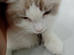 -糯米喵星人·撸猫猫舍咖啡馆(西市场嘉华店)