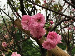 -天适樱花悠乐园