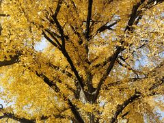 -千年银杏谷文化旅游区