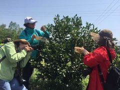 -上海长兴岛郊野公园