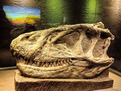 -自贡恐龙博物馆