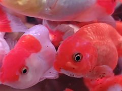 -苏州艺都古玩花鸟市场