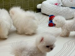 -帕帕拉兹宠物(亚洲旗舰店)