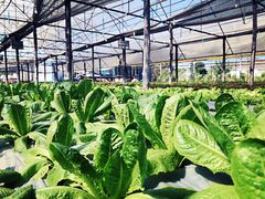 -Ohkajhu Organic Farm Sansai