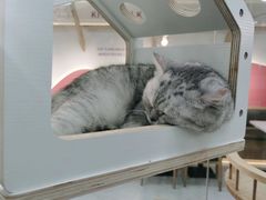 -喵园·猫主题咖啡厅·撸猫·猫咖(国贸店)