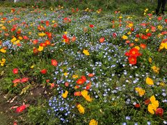 -上海共青森林公园