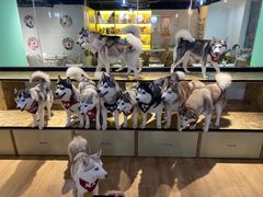 -Husky Go! 哈士奇体验馆·宠物咖啡厅狗咖