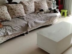 -波姐宠物家庭寄养