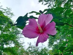 -大兴滨河森林公园