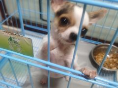 -翊宠yipet猫狗购宠庄园犬舍•猫舍