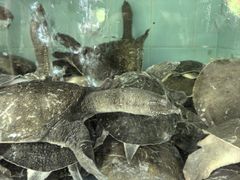 -勝記酒家·37年老字号·经典粤菜(荔枝公园店)