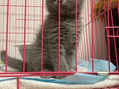 -欣宠猫屋·矮脚拿破仑·蓝金金渐层