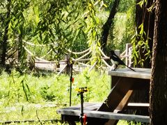 -野鸭湖国家湿地公园