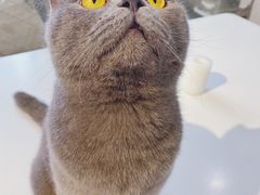 猫咪狗狗-MZ猫咖