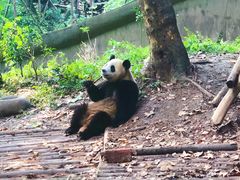 -成都大熊猫繁育研究基地