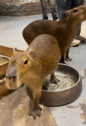 -Zoolung Zoolung动物主题公园(海信广场店)