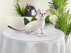 -山宅一喵德文卷毛猫舍