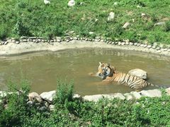 -西安秦岭野生动物园