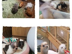 -藦茜花园宠物主题亲子互动体验馆(国顺东路店)