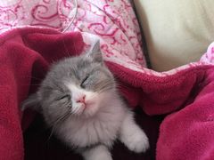 -Bastet sally猫舍购宠(静安店)
