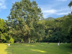 -深圳仙湖植物园