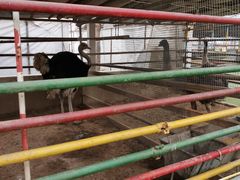 -南宫五洲植物乐园