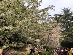 -武汉大学-樱园