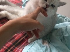-糯米喵星人总部直营旗舰店·猫舍·幼猫出售
