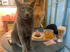 -喵屿·大理花园猫咖