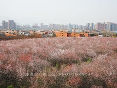 -明秦王墓遗址