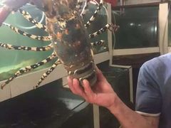 -浪琴湾尾角仔海鲜坊