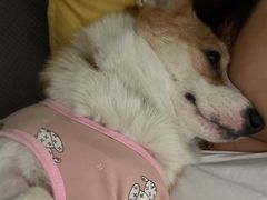 -瑞派·关忠动物医院·猫专科·犬专科(三环新城店)