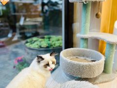 -袖虎猫馆(十亩地店)