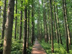 -同里国家湿地公园